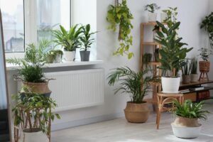 Indoor plants decoration