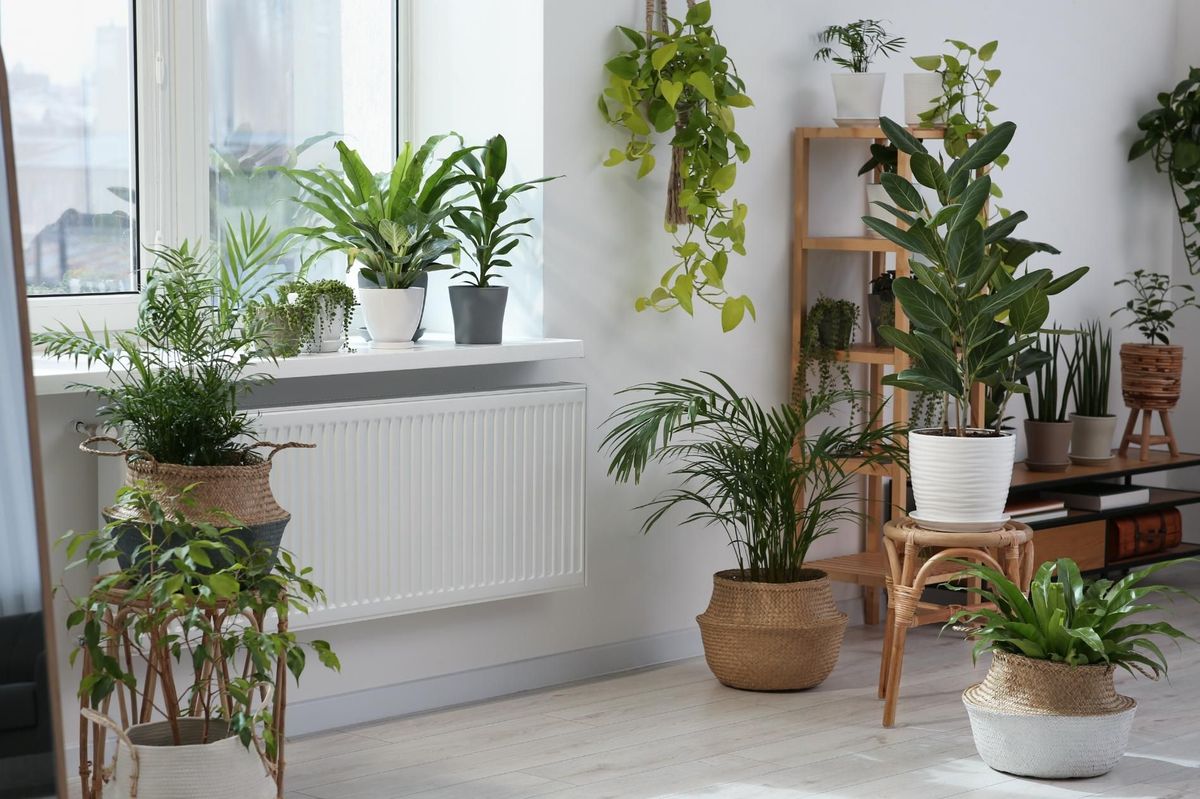 Indoor plants decoration